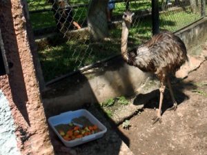 feeding a zoo - balanced diet for animals