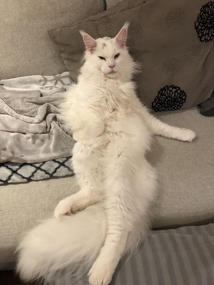 Ché the cat had problems with his lachrymal duct