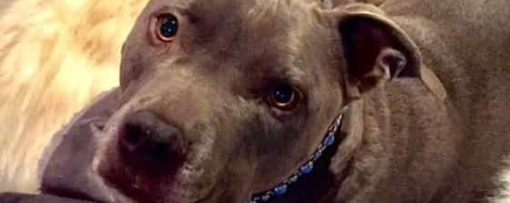 kidney disease in dogs NHV review
