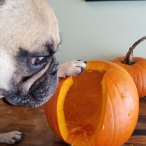 pumpkin carving with dog