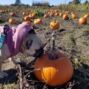 pumpkin patch visit with dog
