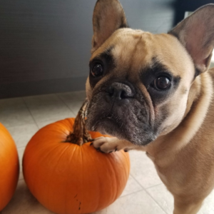 pumpkin picking with dog