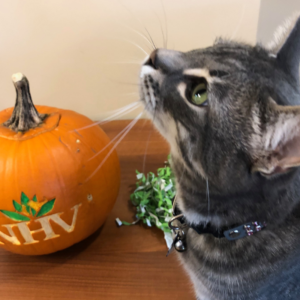 pumpkin spice treats for cats