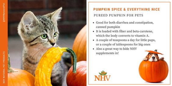 pureed pumpkin for pets