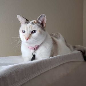 Audrey-the-hat-cat-update-kidney-disease