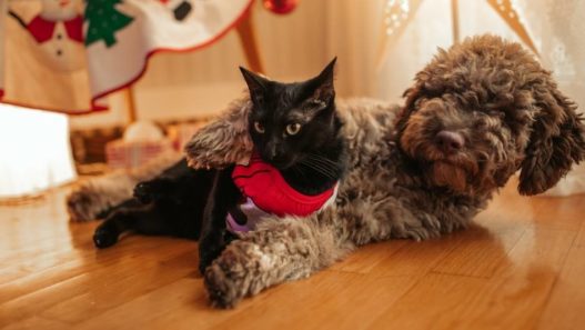 Vet Tech Rounds: NHV’s Happy Pets Happy Holidays Checklist