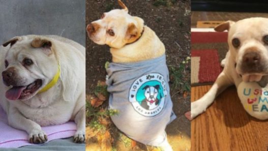 From Stray to one of Instagram’s most loved pups: Potato the cancer warrior