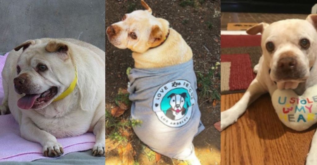 From Stray to one of Instagram’s most loved pups: Potato the cancer warrior