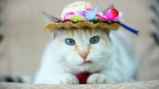 Audrey the hat cat: senior calico loves her nhv kidney supplements