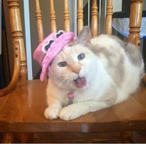 audrey the hat cat with kidney disease