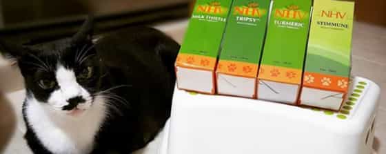 Lemon the cat from singapore