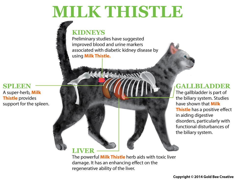 Milk-Thistle_cat_diagram