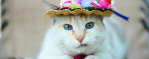 audrey the hat cat with kidney disease
