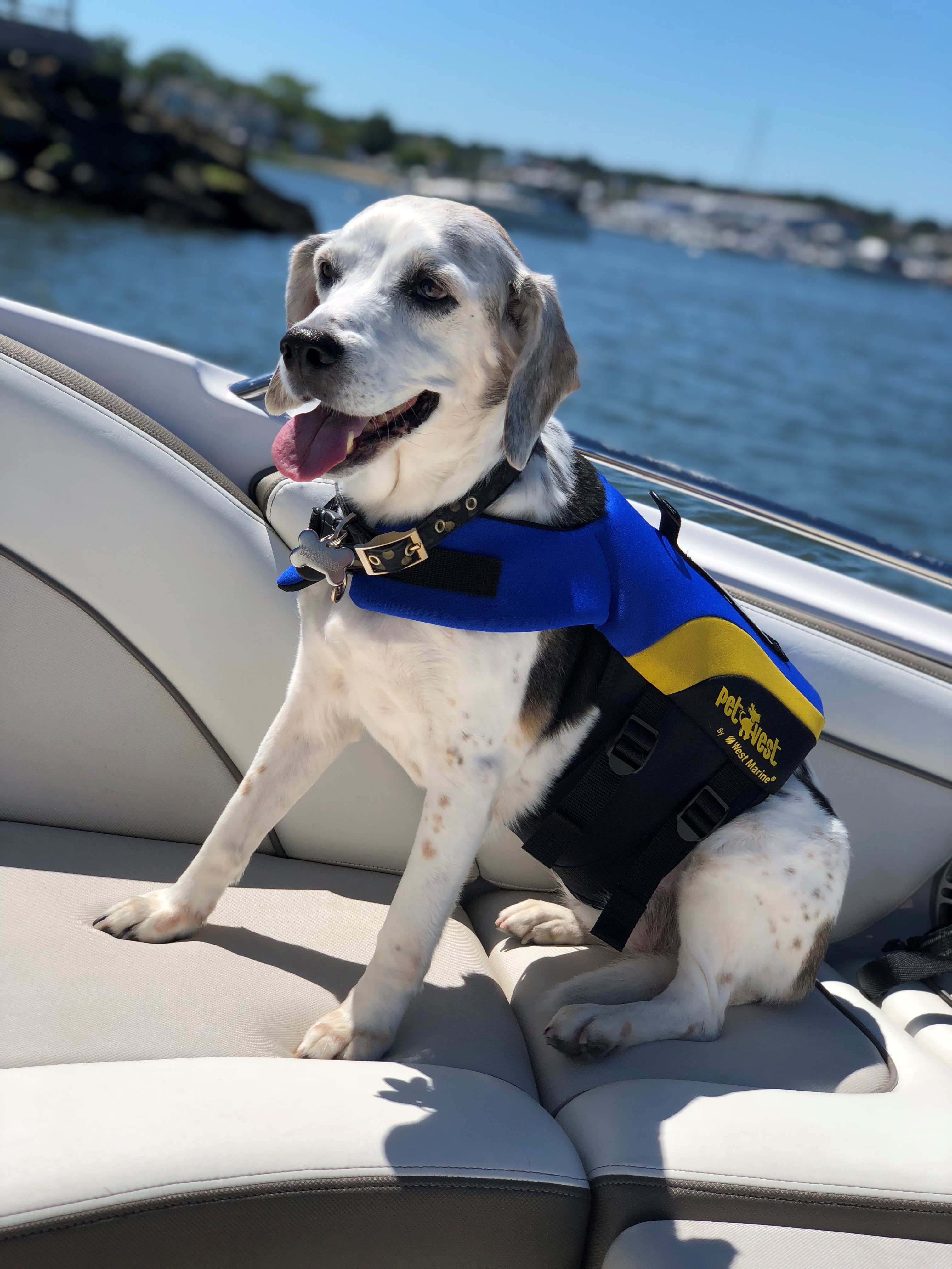 cleo-boating-beagle