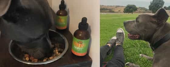 kim derby dog blue had THC poisoning