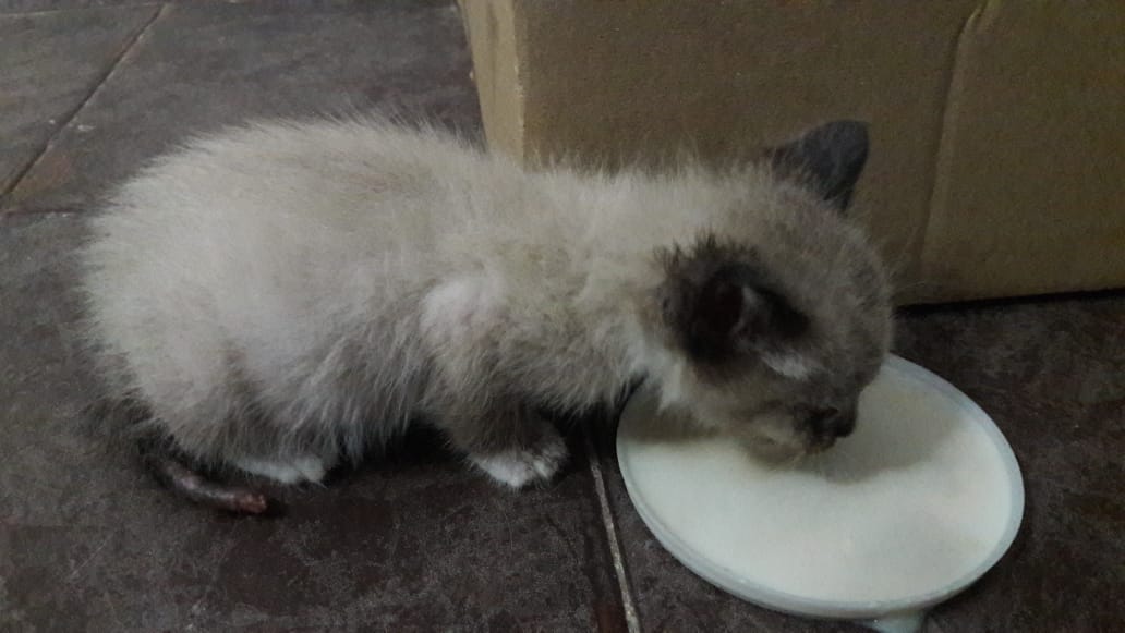 kitten rescued from brazil
