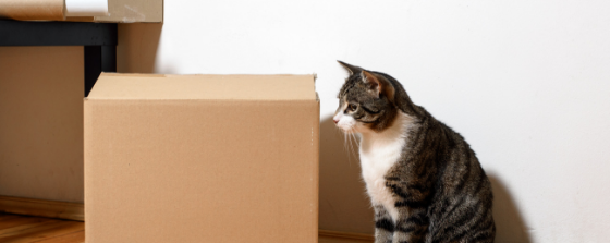 moving with your pets