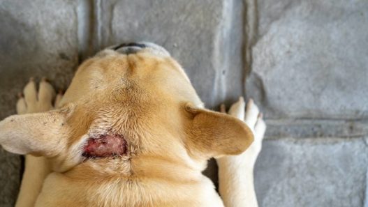Vet Talks: Why Do Dogs Get Hot Spots And What Can You Do To Avoid Them?
