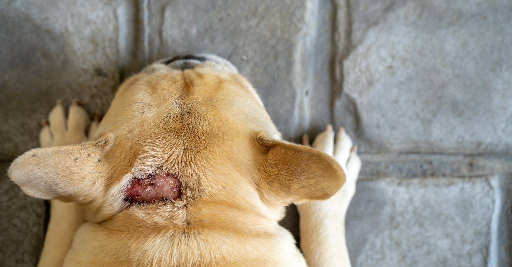 Vet Talks: Why Do Dogs Get Hot Spots And What Can You Do To Avoid Them?