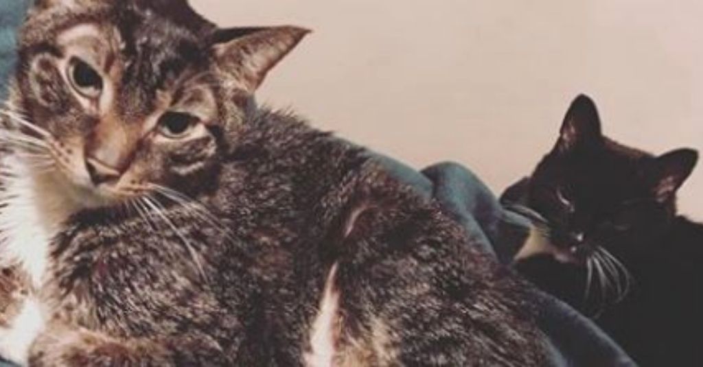 Three Simple Lessons You Learn from Caring for a Cat with Cancer