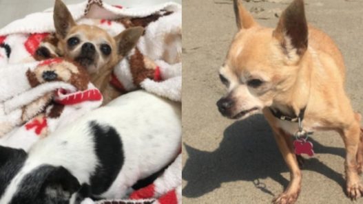 NHV Gives Back: Boby the chihuahua with kidney disease