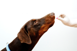 Dog taking medication