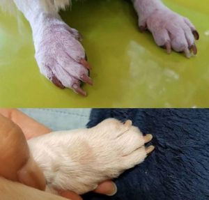 Paw before after NHV stimmune and ouch away spray