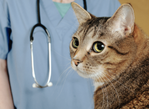 cat at the vet