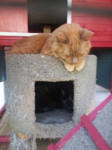 cat with hyperthyroidism