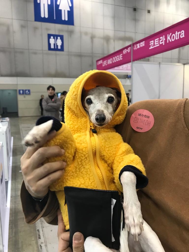 dresses of dogs at fair in korea
