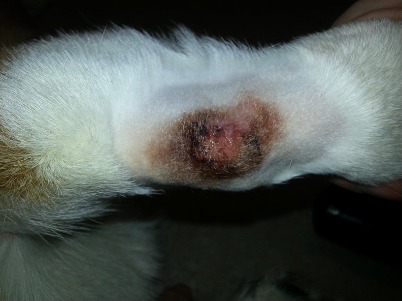 are hot spots on dogs dangerous