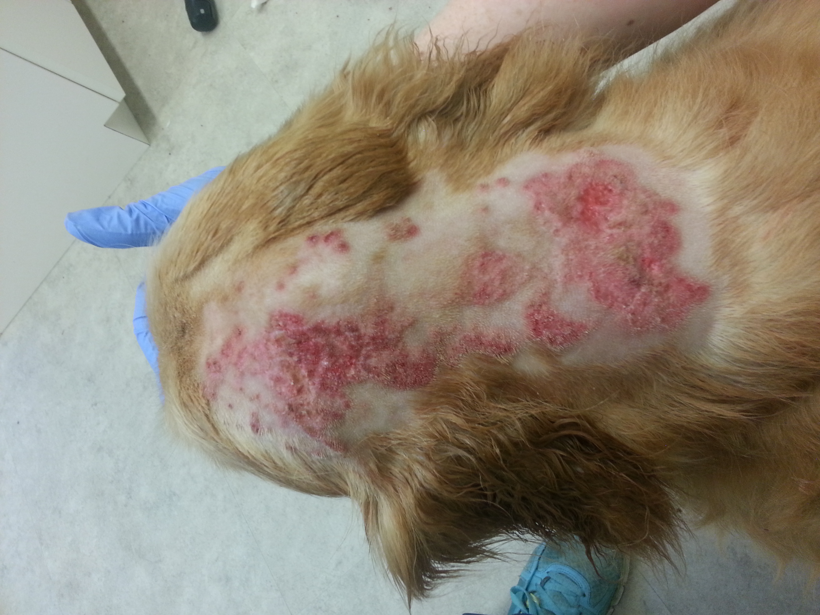 hot spots in dogs caused due to bacteria