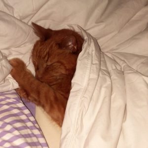  Penny the Cat sleeping