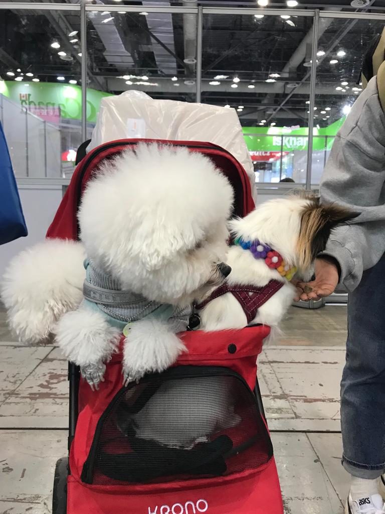 pets enjoying treats at k pets fair at NHV booth