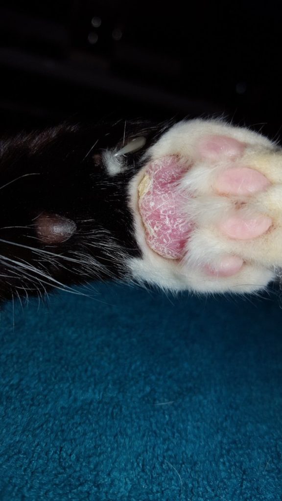 Cracked cat paws clearance treatment