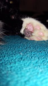 pillow foot in cats
