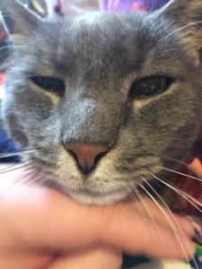 tries to chew on christmas tree branches