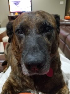 photo of Ranger - dog with lymphoma