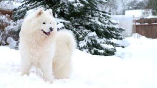 Vet Tech Rounds: How Cold is too Cold for Dogs?