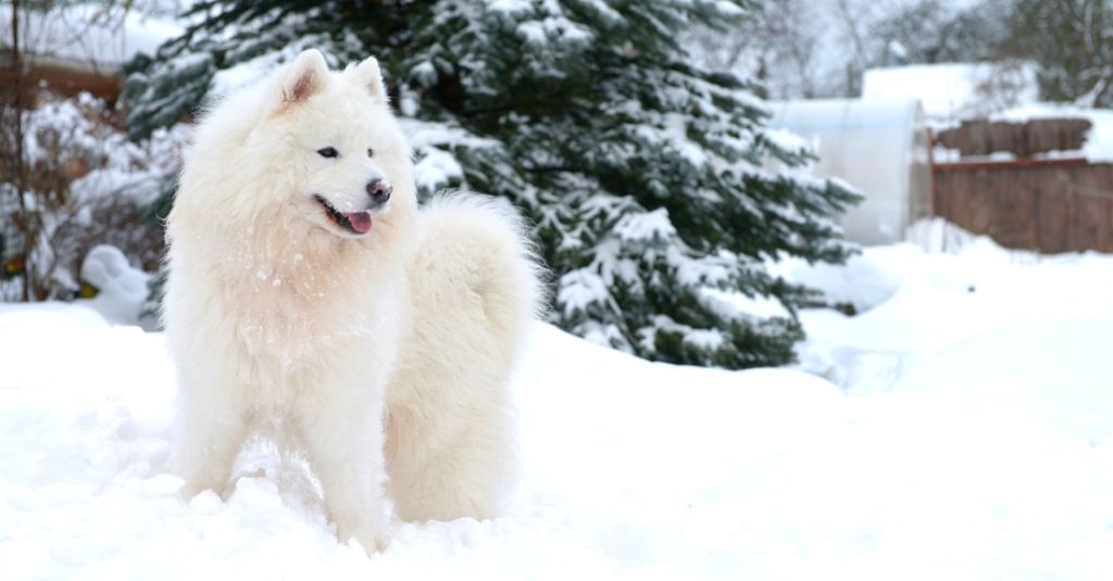 Vet Tech Rounds: How Cold is too Cold for Dogs?