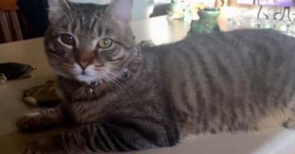 Living a healthy life with Feline Leukemia – Kitten Hunter Ray’s happy tail