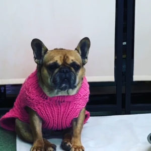 Josie the French Bulldog - Atopic Dermatitis