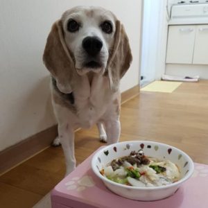 miso beagle taking real food for cushings