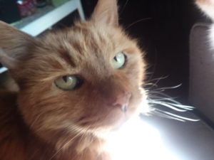 penny orange cat hyperthyroidism 2