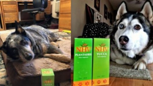 NHV Gives Back: Maxwell, Pistachio and Bandit, senior and special needs dogs