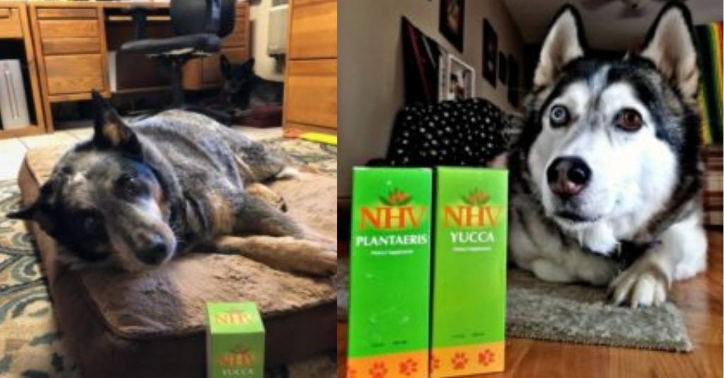 NHV Gives Back: Maxwell, Pistachio and Bandit, senior and special needs dogs