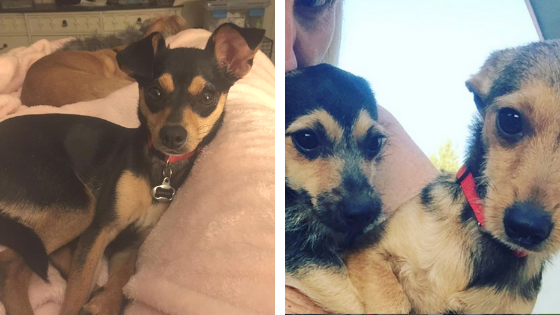 puppies distemper rags2wags rescue