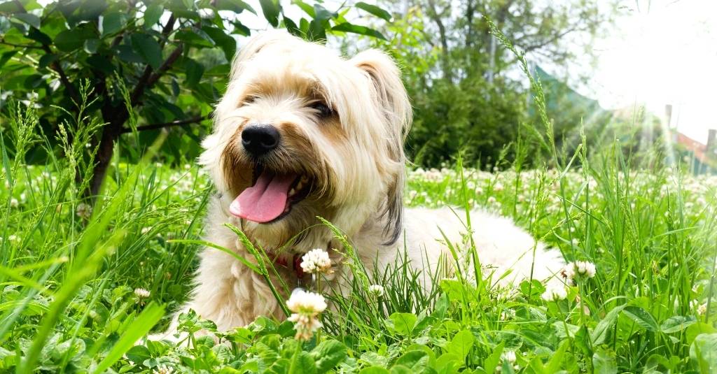 Vet Tech Rounds: How to Prevent Seasonal Allergies in Dogs and Cats