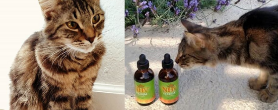Can cats with FeLV live a healthy and normal life