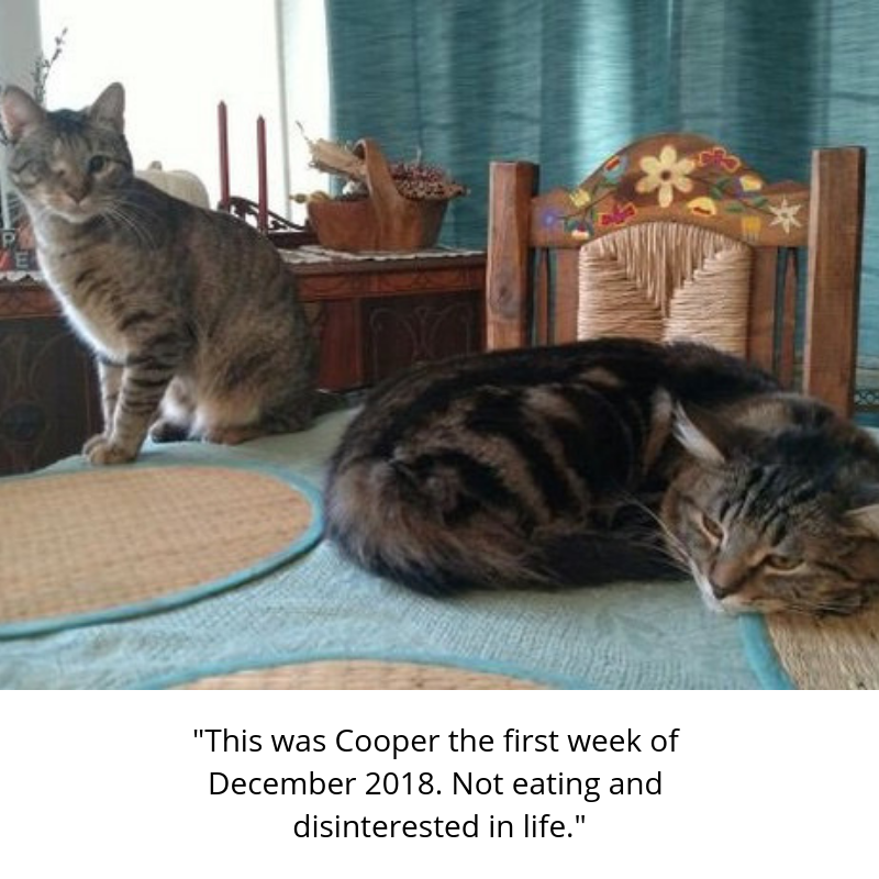 Cooper the cat - diagnosed with Felv